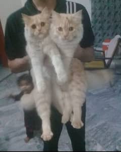 6mnth male and famale persian cats are available