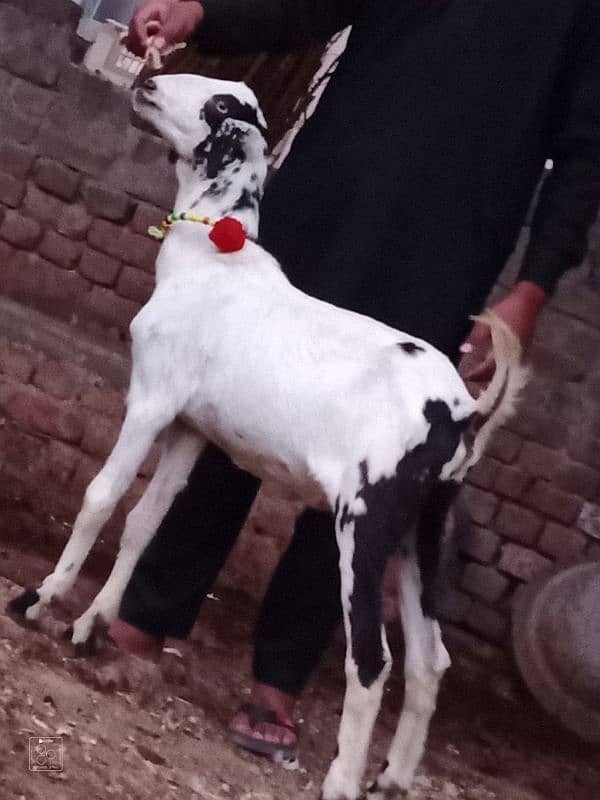 Dasi Bakra 1