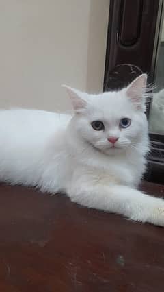 persian tripple coat white fully vaccinated