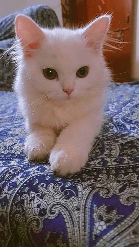 persian tripple coat white fully vaccinated 1