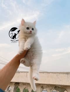 pure persian white triple coated kitten