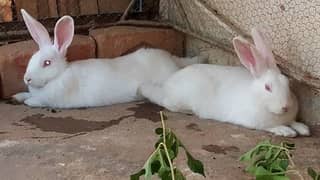 albino rabbit pair (with babies) for sale