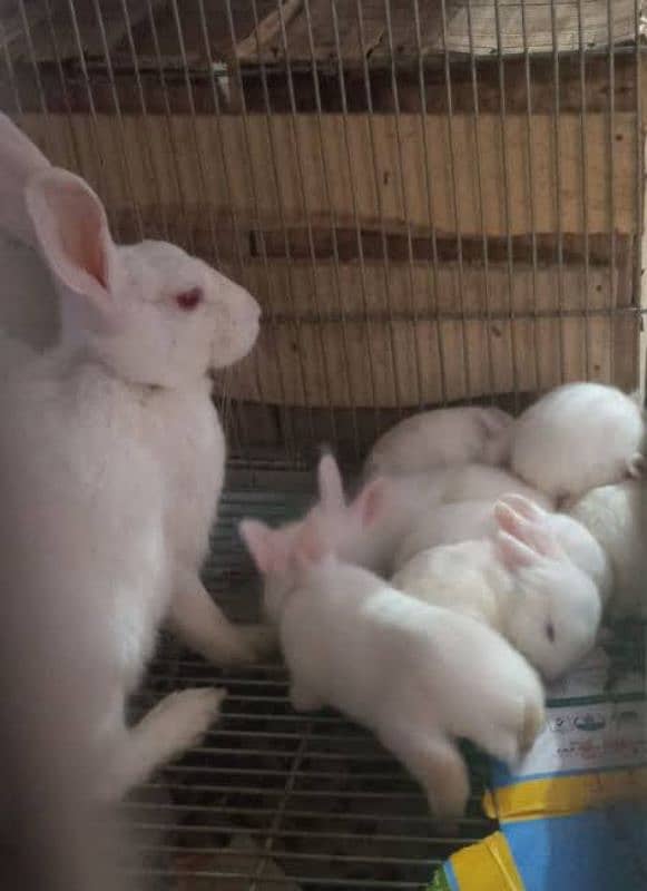 albino rabbit pair (with babies) for sale 1