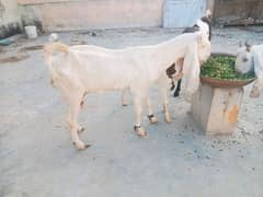 gulabi bakri