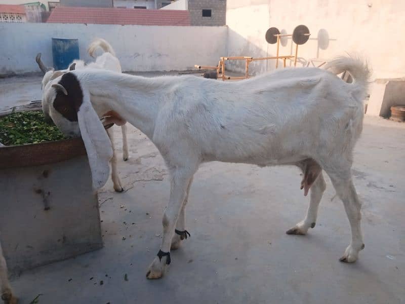 gulabi bakri 1