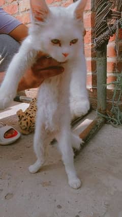 Persian Cat Male