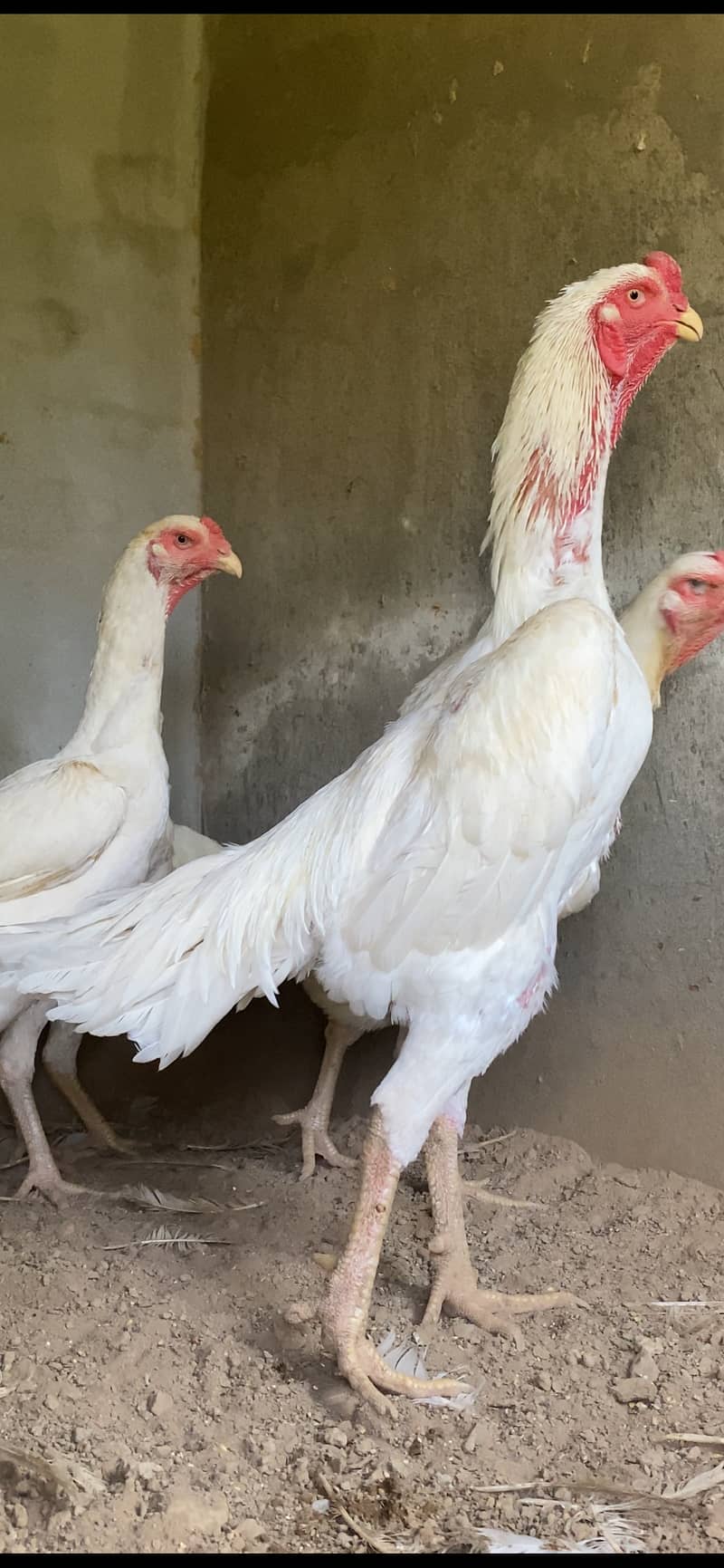 Extemely High Quality White German O Shamo Chicks 100% pure guranteed 1