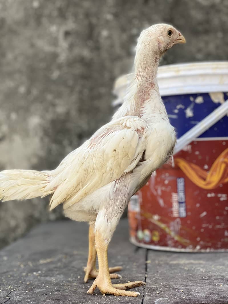 Extemely High Quality White German O Shamo Chicks 100% pure guranteed 2