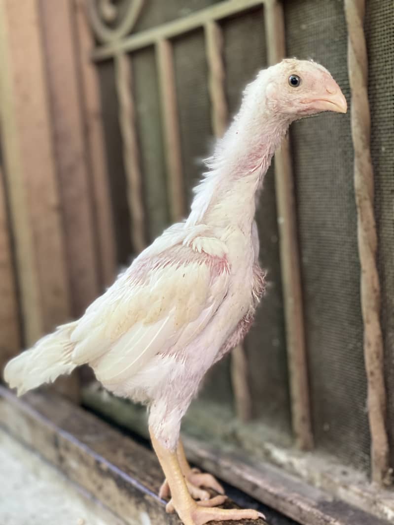 Extemely High Quality White German O Shamo Chicks 100% pure guranteed 6