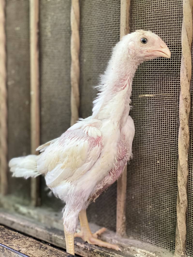 Extemely High Quality White German O Shamo Chicks 100% pure guranteed 7