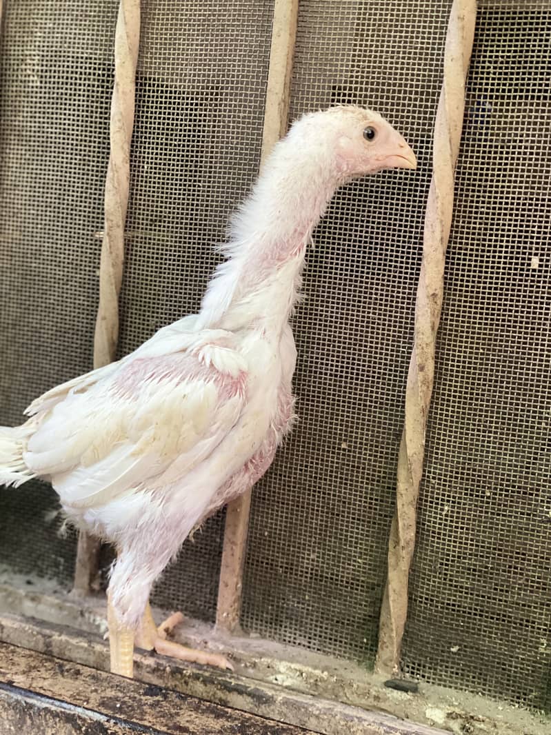 Extemely High Quality White German O Shamo Chicks 100% pure guranteed 10