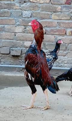 Pure Aseel High Quality Bird for sale