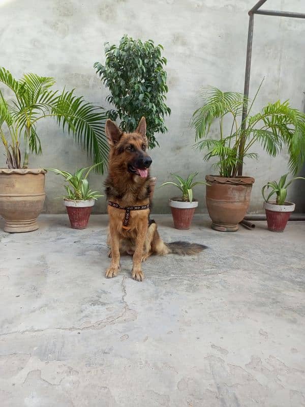 German shepherd dog for sale 2