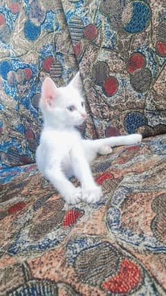 Gracy white cat