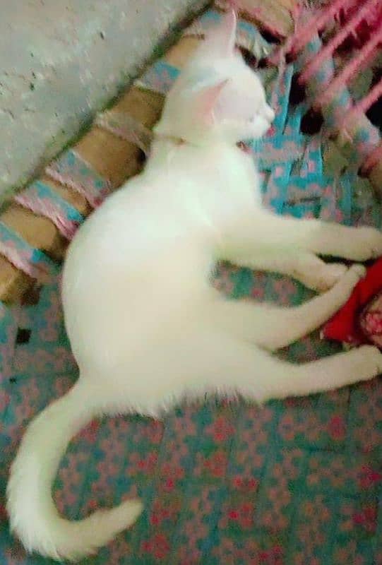 Gracy white cat 3