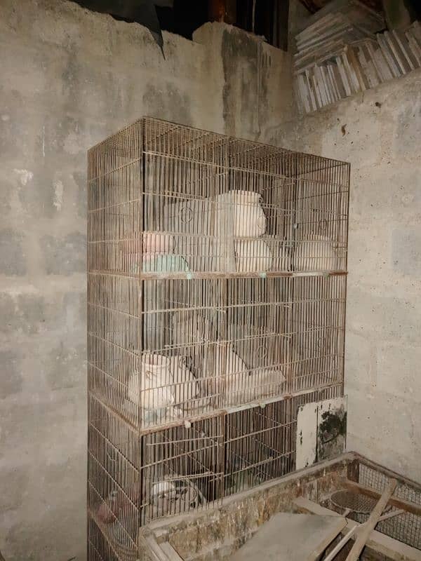 Birds Cages 1