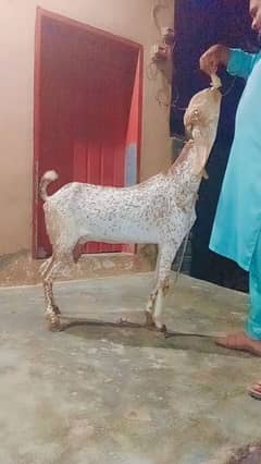 bakri