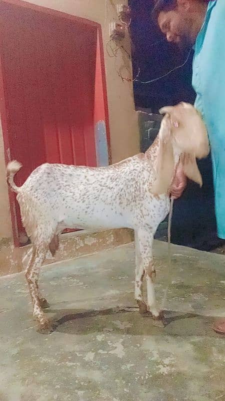 bakri 1