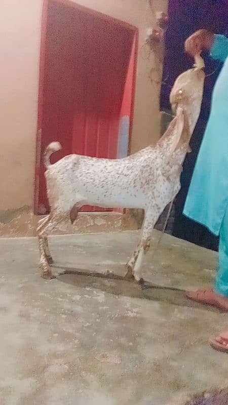 bakri 2