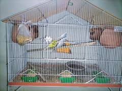 cage with 3 Parrots