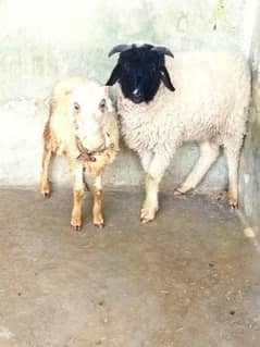 Two Beautiful male sheep