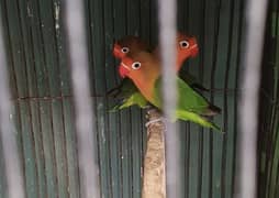 Love Birds for Sale