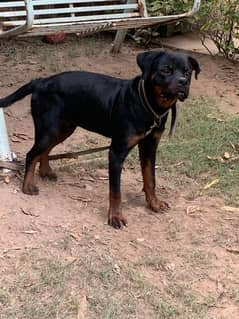 rottweiler puppy