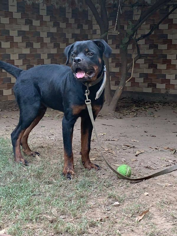 rottweiler puppy 1