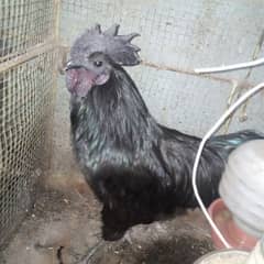 Ayam cemani breeder and chicks Also Aseel murga murgi