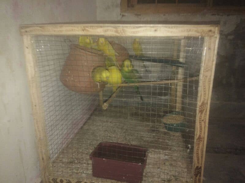 4 red eyes pair 3000 five Australian parrot 1