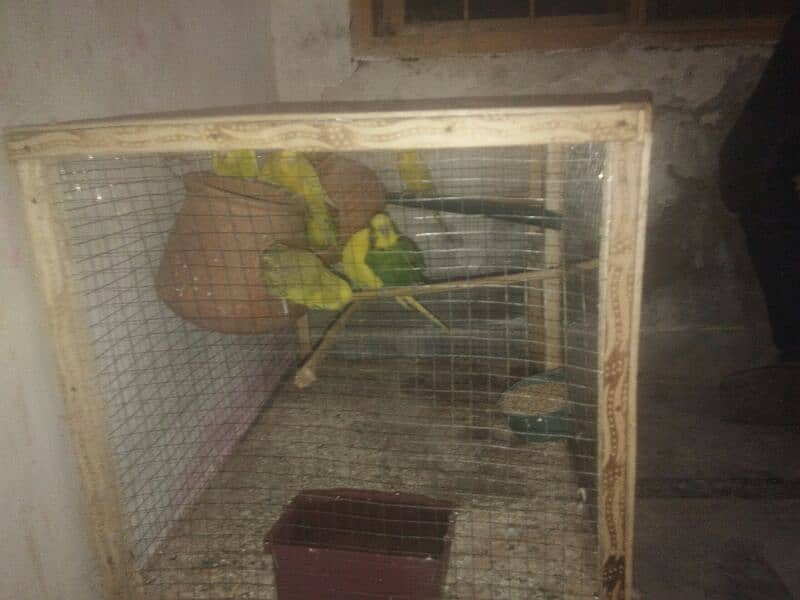 4 red eyes pair 3000 five Australian parrot 2