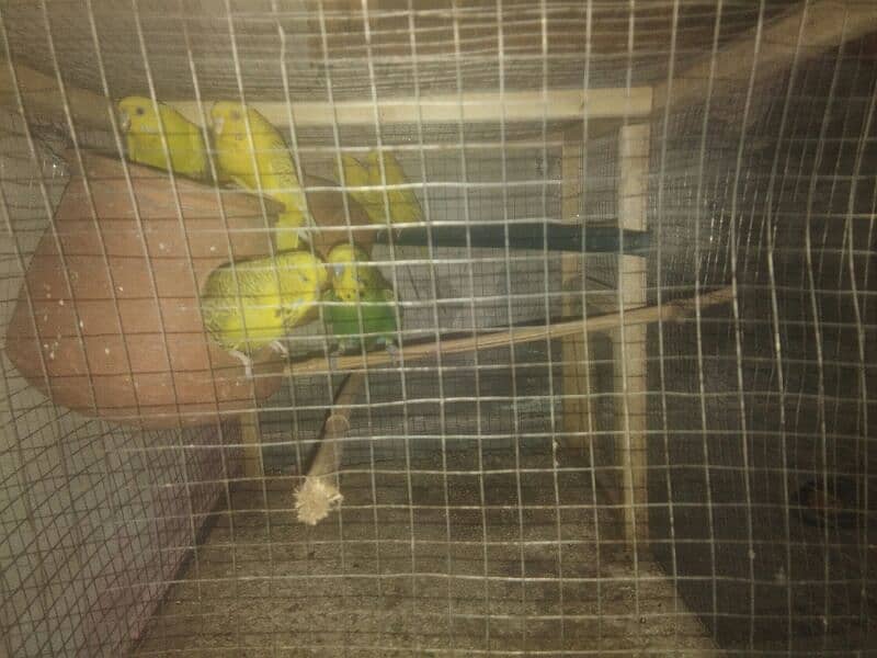 4 red eyes pair 3000 five Australian parrot 5