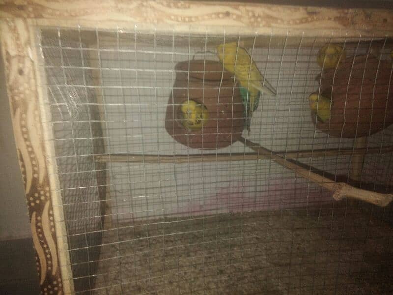 4 red eyes pair 3000 five Australian parrot 7