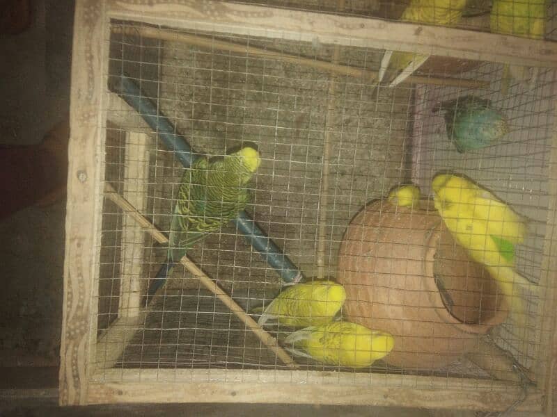 4 red eyes pair 3000 five Australian parrot 9