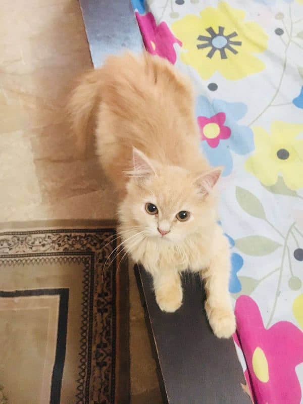 Pure persian Male 4 months old 0