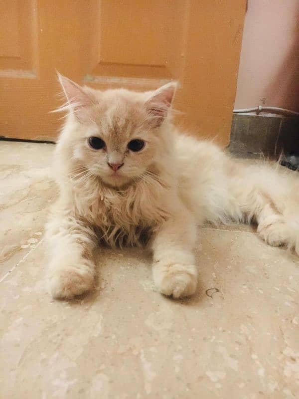 Pure persian Male 4 months old 1