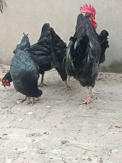 Australorp