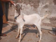 rajanupuri bakra or kajla for sale both are kheery