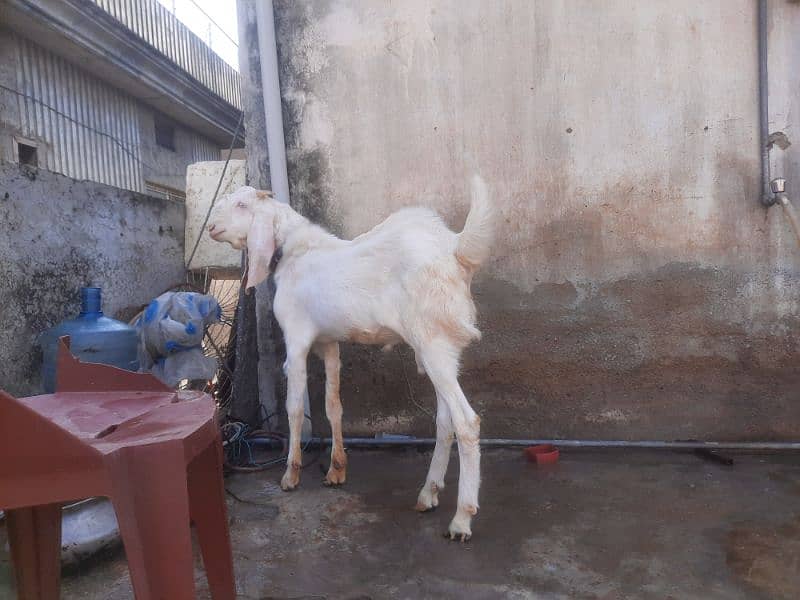 rajanupuri bakra or kajla for sale both are kheery 1