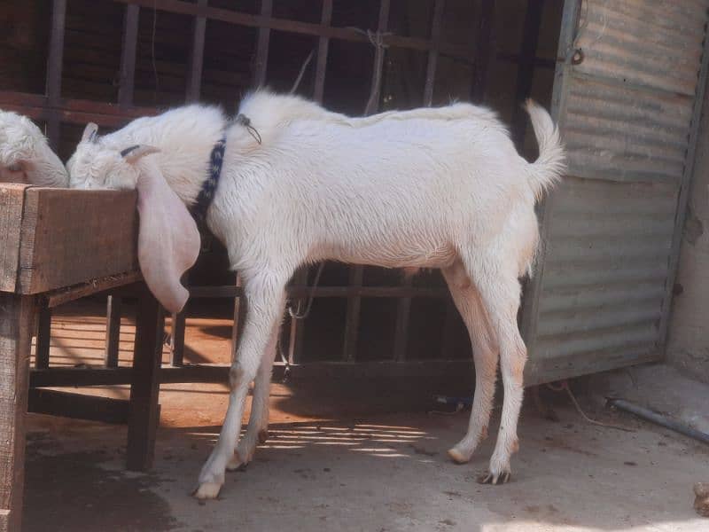 rajanupuri bakra or kajla for sale both are kheery 2