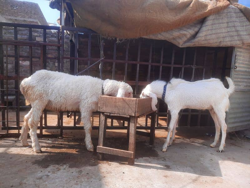 rajanupuri bakra or kajla for sale both are kheery 3