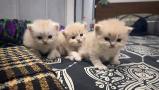 double coat Persian kittens available