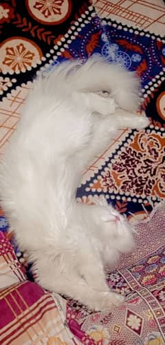 3 Persian cats for sale