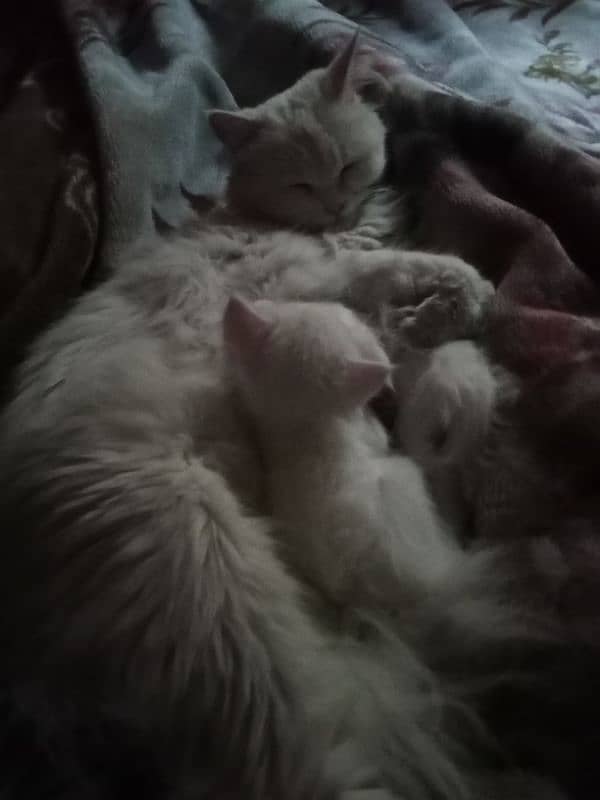 3 Persian cats for sale 2