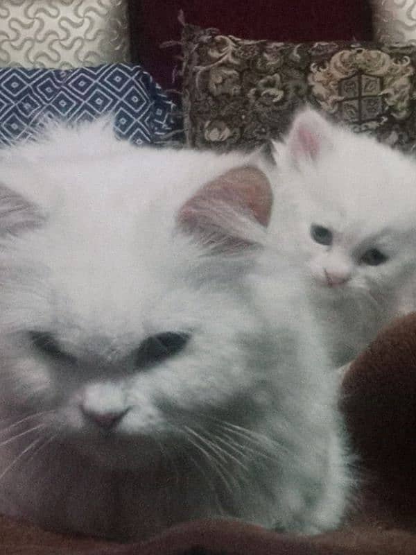 3 Persian cats for sale 3