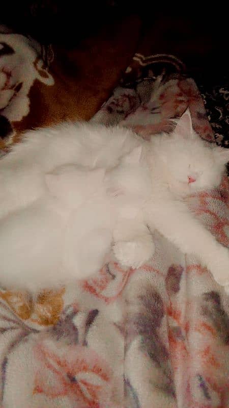 3 Persian cats for sale 4