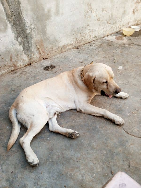 Labrador for sale 0