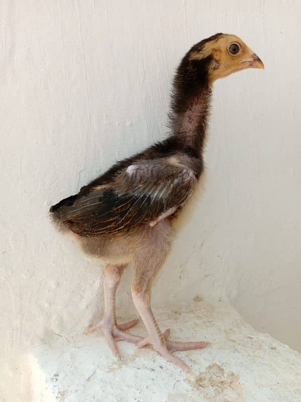 Aseel chicks available 0