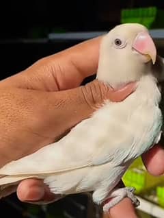 albino split red eye