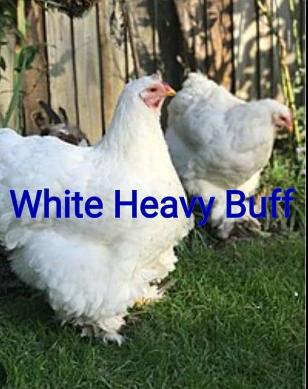 White Silkie, Rir, White heavy eggs 3